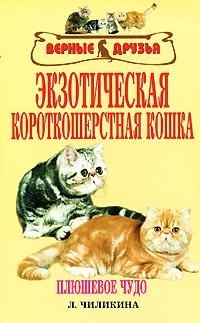 

Экзотическая короткошерстная кошка