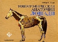 Топографическая анатомия лошади Топографическая анатомия лошади