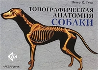 Топографическая анатомия собаки Топографическая анатомия собаки