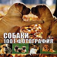 

Собаки 1001 фотография