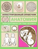 

Репродуктивная система человека Илл справочник