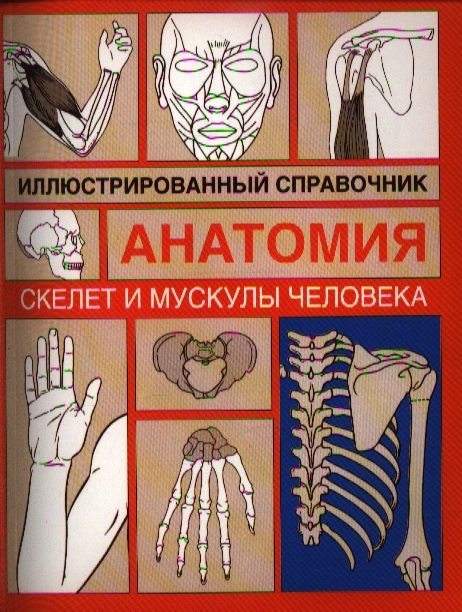 

Скелет и мускулы человека Илл справочник