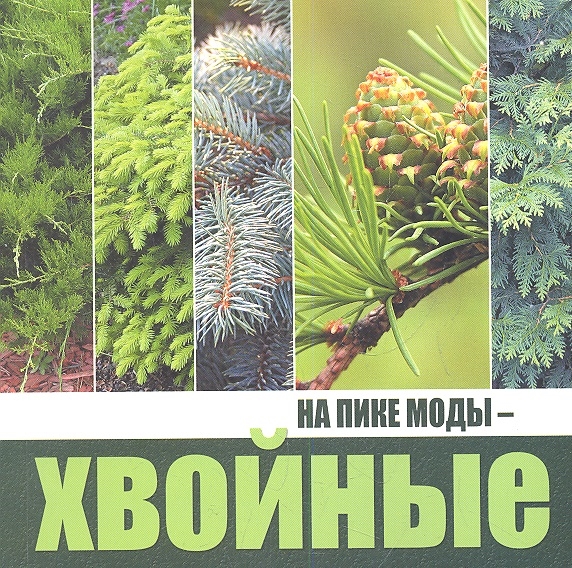 

На пике моды - хвойные