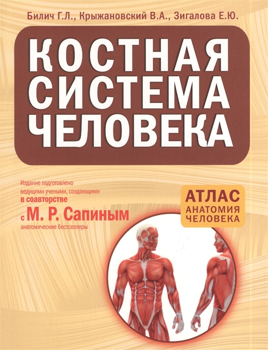 

Костная система человека
