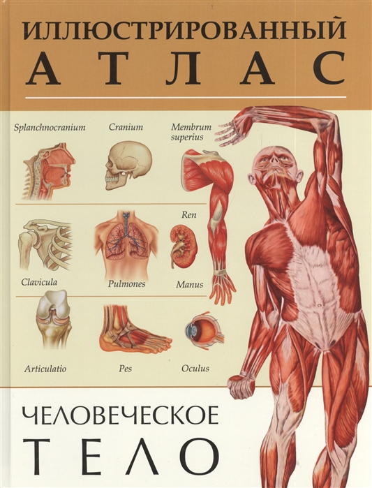 

Человеческое тело. Иллюстрированный атлас