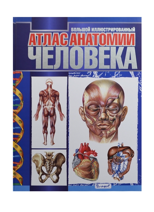 

Большой иллюстрированный атлас анатомии человека
