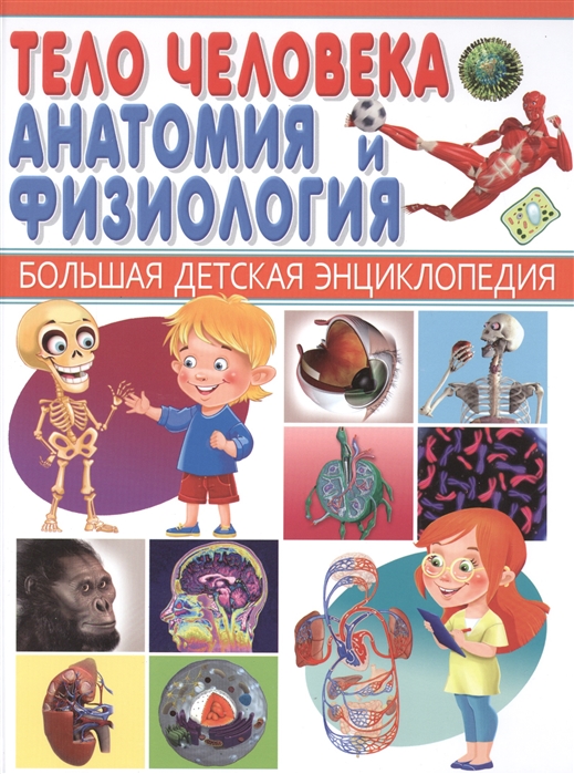 Тело человека Анатомия и физиология Большая детская энциклопедия