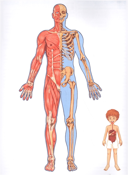 Анатомия для детей картинки