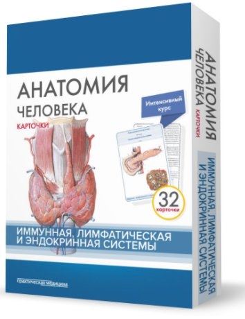 Сапин М., Николенко В., Тимофеева М. - Анатомия человека Иммунная лимфатическая и эндокринная системы 32 карточки