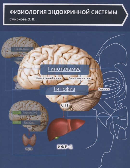 

Физиология эндокринной системы