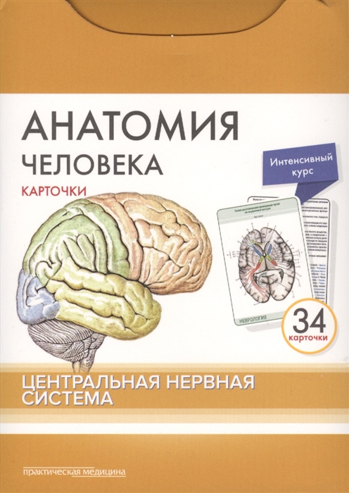 Анатомия человека Центральная нервная система 34 карточки