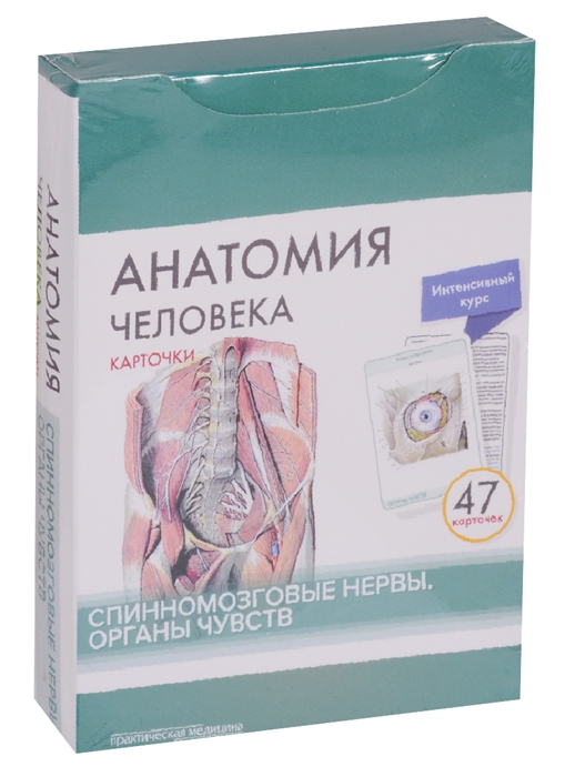 Сапин М., Николенко В., Тимофеева М. - Анатомия человека Спинномозговые нервы Органы чувств 47 карточек