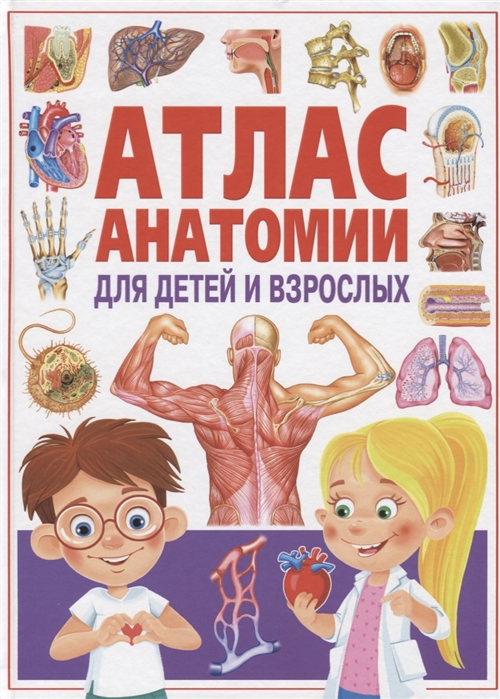 Проект по анатомии