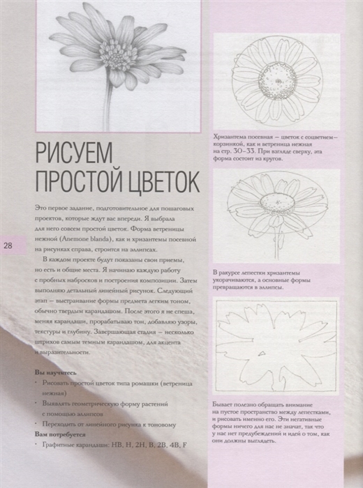 Ботаническая иллюстрация пошаговое руководство от эскиза до готовой композиции