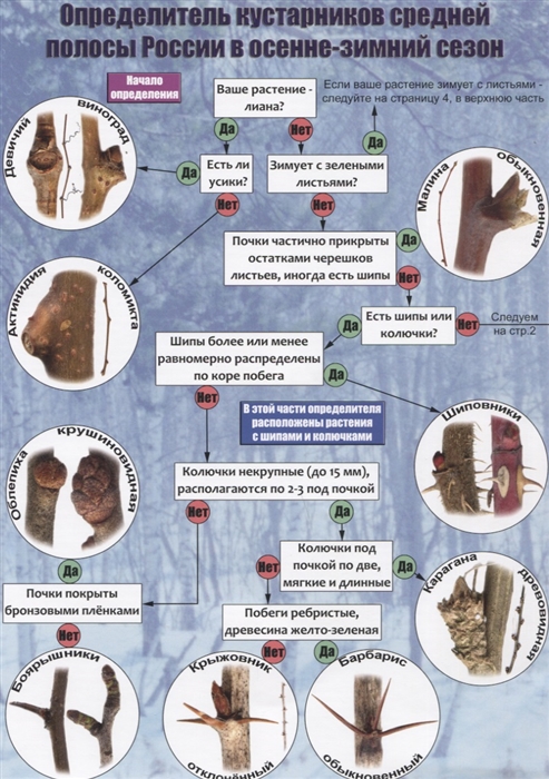 Боголюбов А., Лазарева Н., Васюкова О. и др. - Определитель кустарников средней полосы России в осенне-зимний сезон