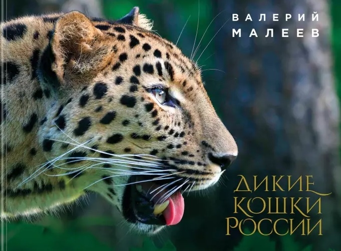 

Дикие кошки России