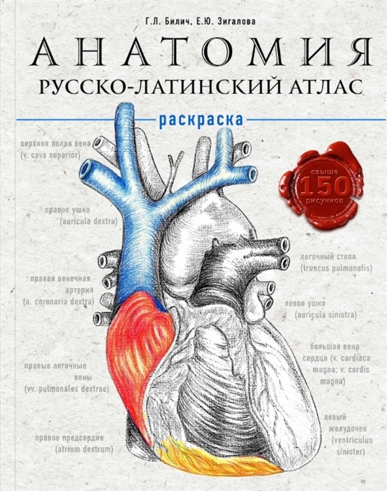 

Анатомия русско-латинский атлас-раскраска
