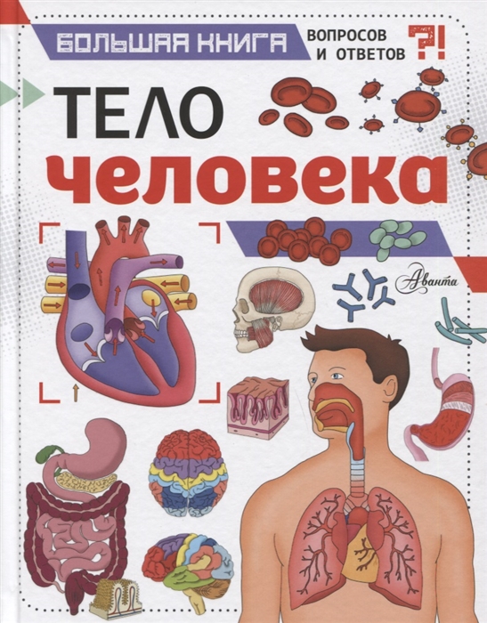 

Тело человека