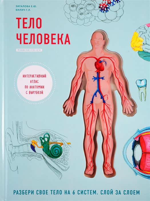 

Тело человека Интерактивный атлас по анатомии с вырубкой Разбери свое тело на 6 систем Слой за слоем