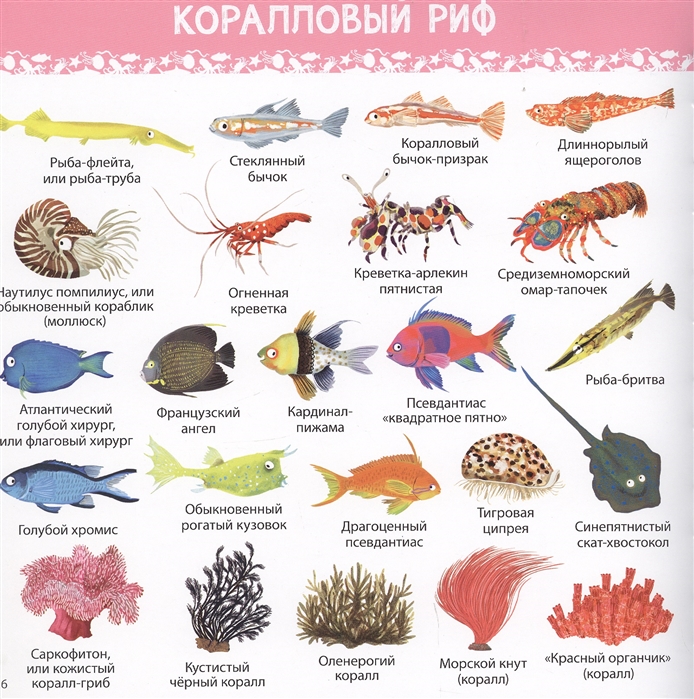 1000 картинок подводный мир