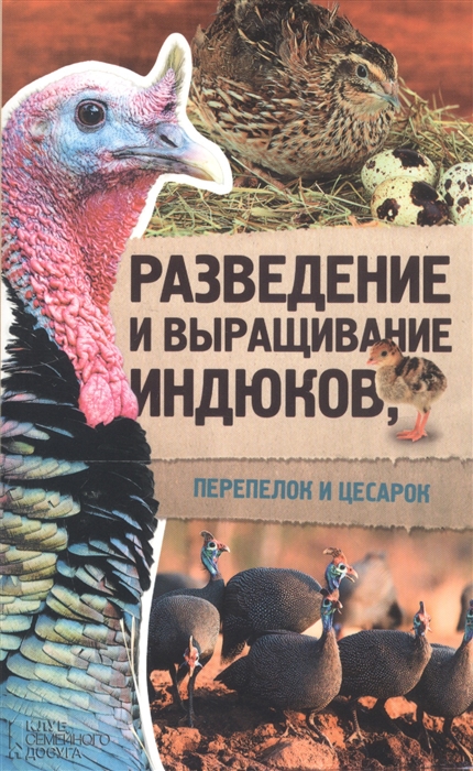 

Разведение и выращивание индюков перепелок и цесарок