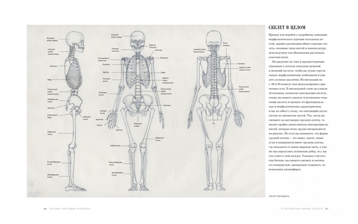 План изучения анатомии человека для художников