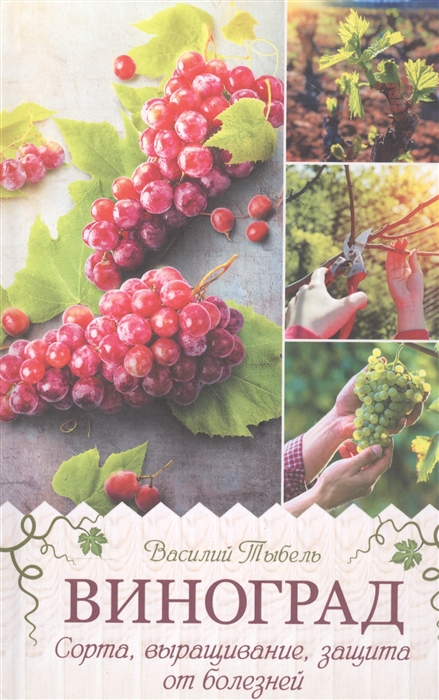 Виноград Сорта выращивание защита от болезней