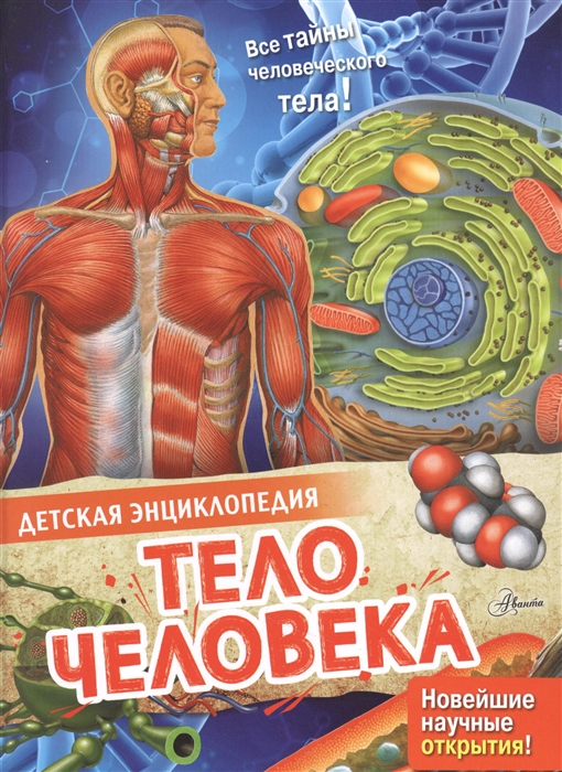 

Тело человека